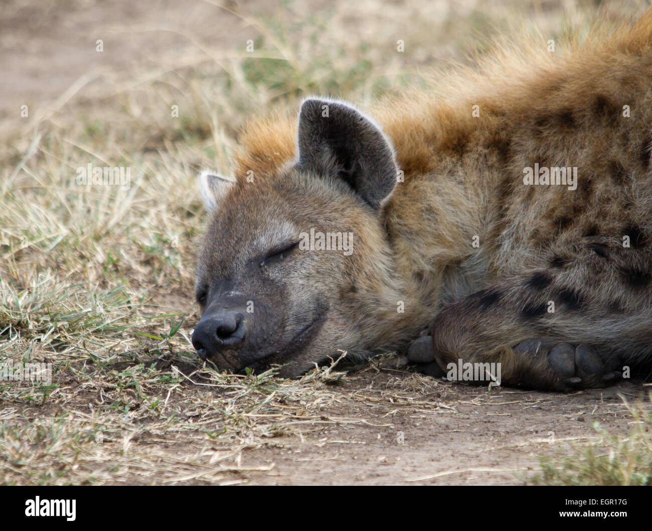 La Hyène de prendre une sieste dans le Masai Mara Banque D'Images