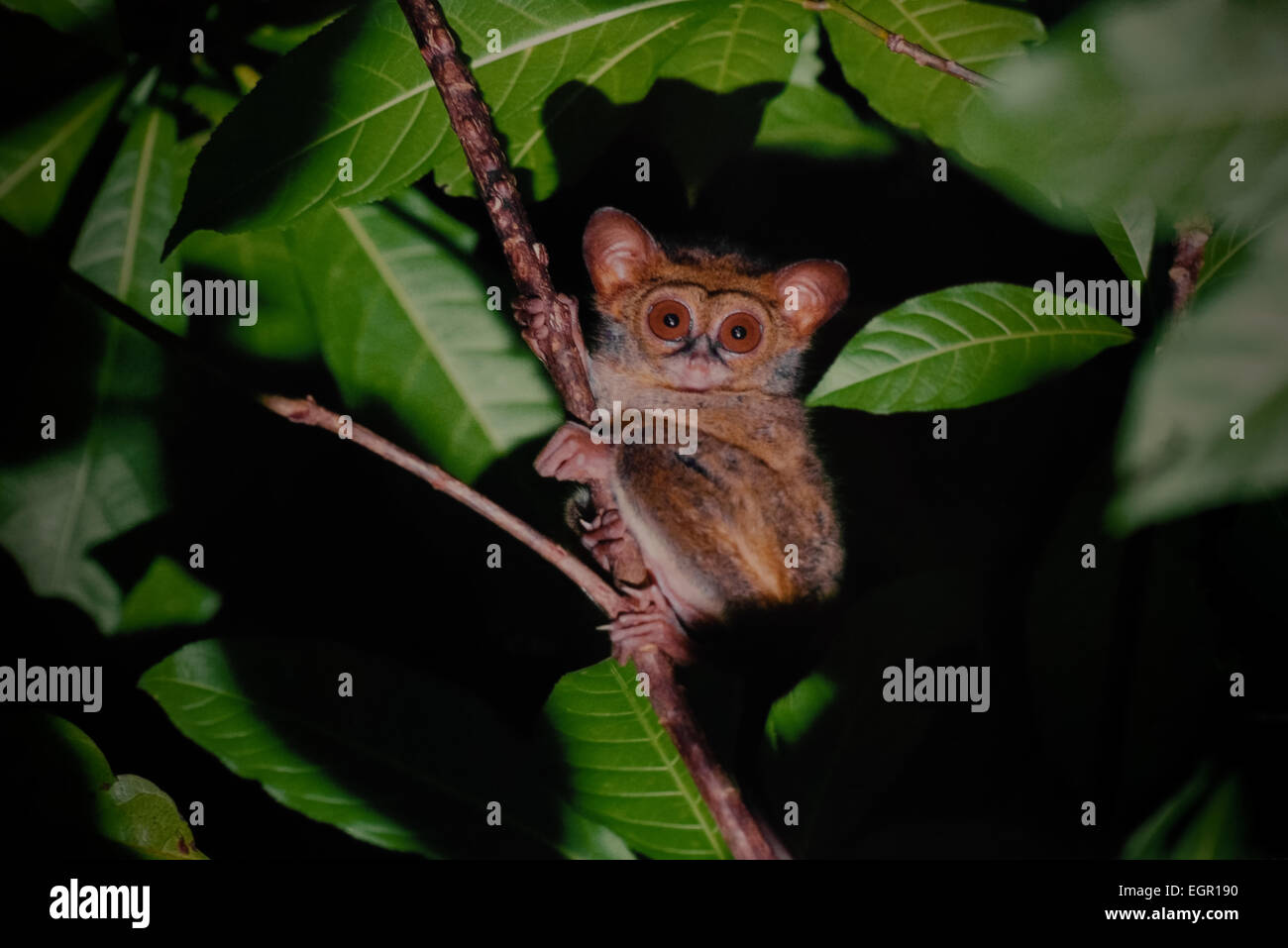 Portrait d'un tarsier dans la réserve naturelle de Tangkoko Batuangus, dans le nord de Sulawesi, en Indonésie. Banque D'Images