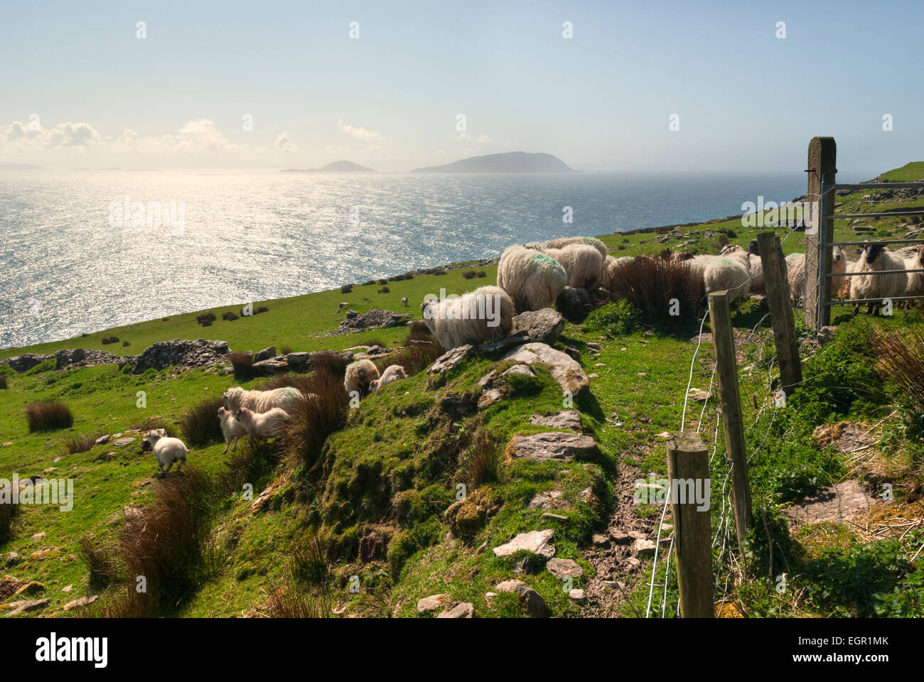 Troupeau de moutons sur les collines vertes à Dingle, comté de Kerry, Irlande Banque D'Images