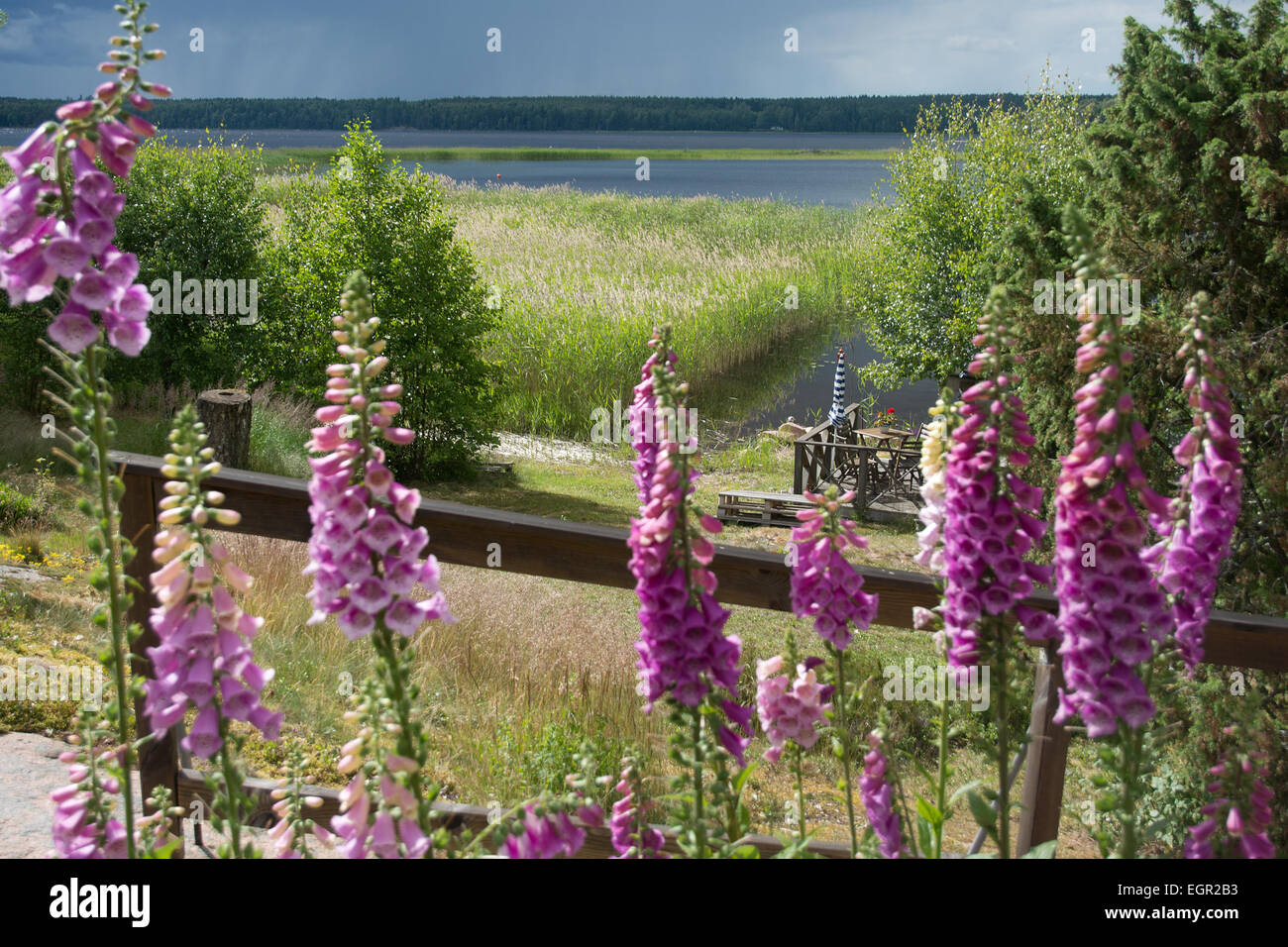 Digitale, digitale, commune de la digitale pourpre Digitalis purpurea ou macro de fleurs avec vue sur le lac autour de la mi-été, Ostergotland, Suède. Banque D'Images
