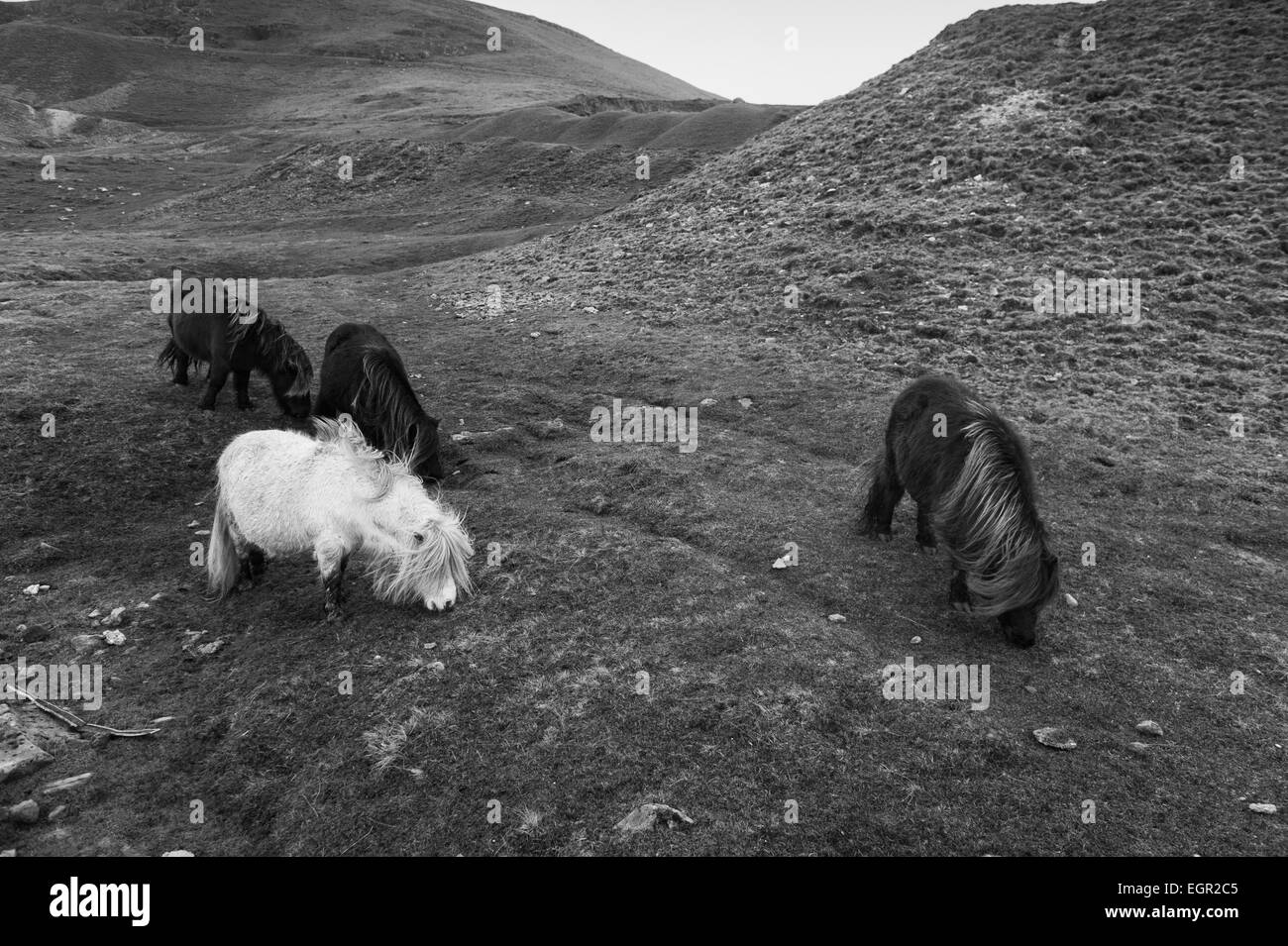 Poneys miniatures sauvages dans la Montagne Noire Domaine du parc national de Brecon Beacons, Pays de Galles, Royaume-Uni. Banque D'Images