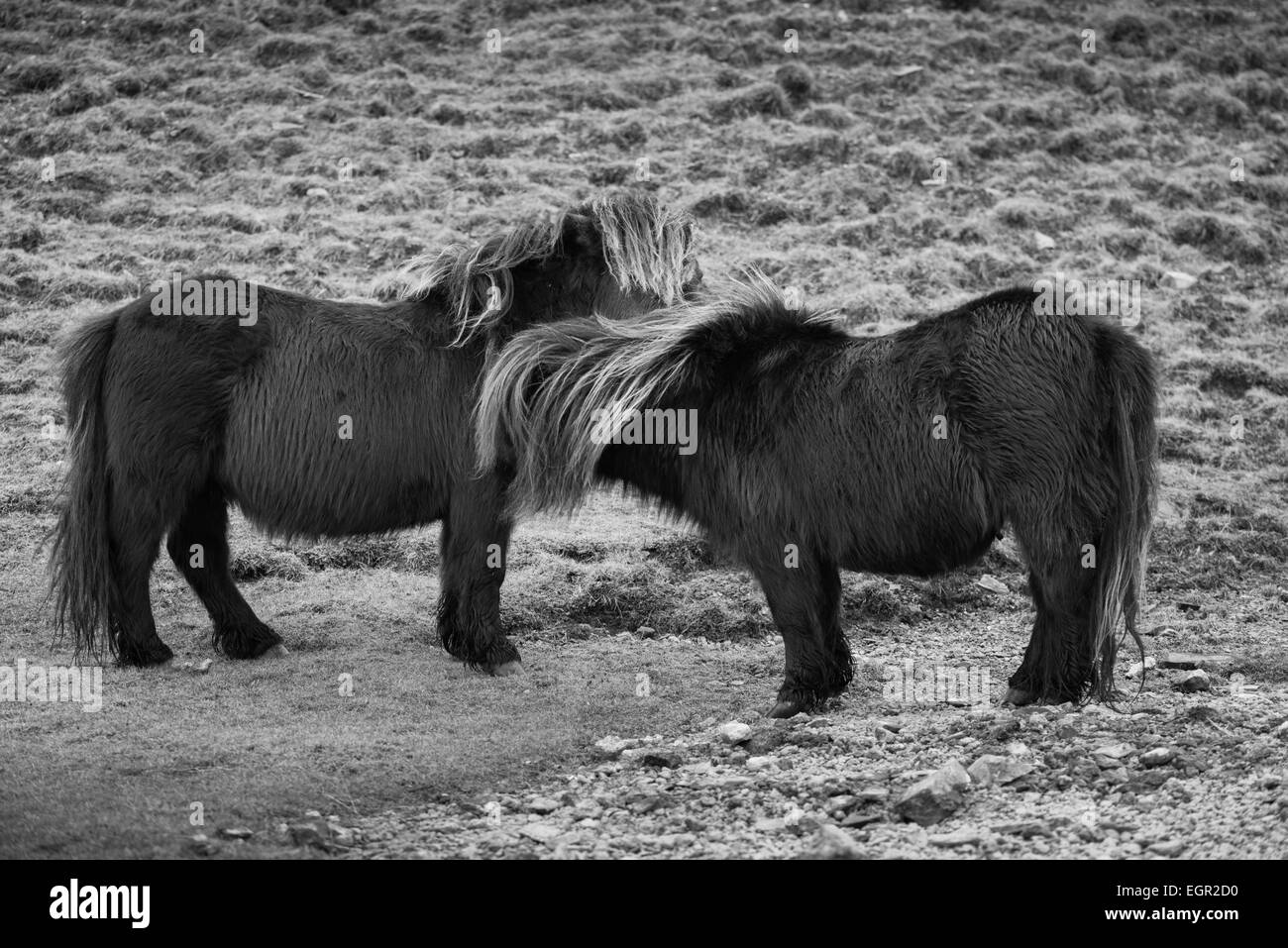 Poneys miniatures sauvages dans la Montagne Noire Domaine du parc national de Brecon Beacons, Pays de Galles, Royaume-Uni. Banque D'Images