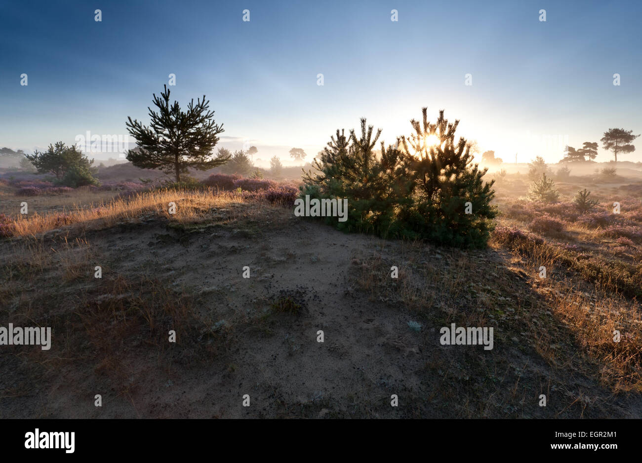 Soleil d'or au lever du soleil d'été brumeux, Drenthe, Pays-Bas Banque D'Images