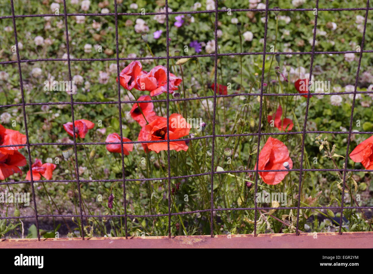 Coquelicots rouges derrière une clôture rouillée, Pompei, Italie Banque D'Images