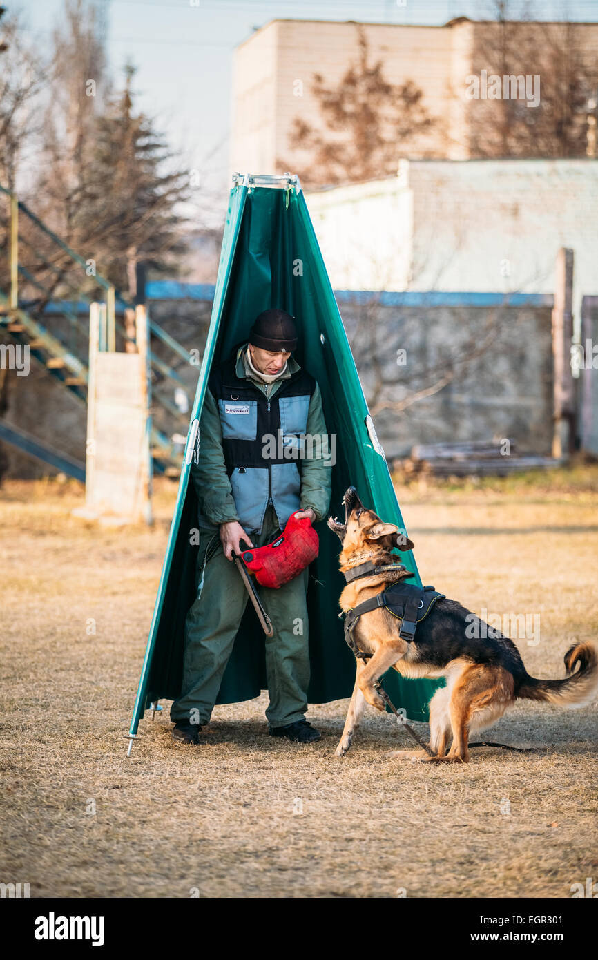 Morsure de chien berger allemand Banque de photographies et d’images à