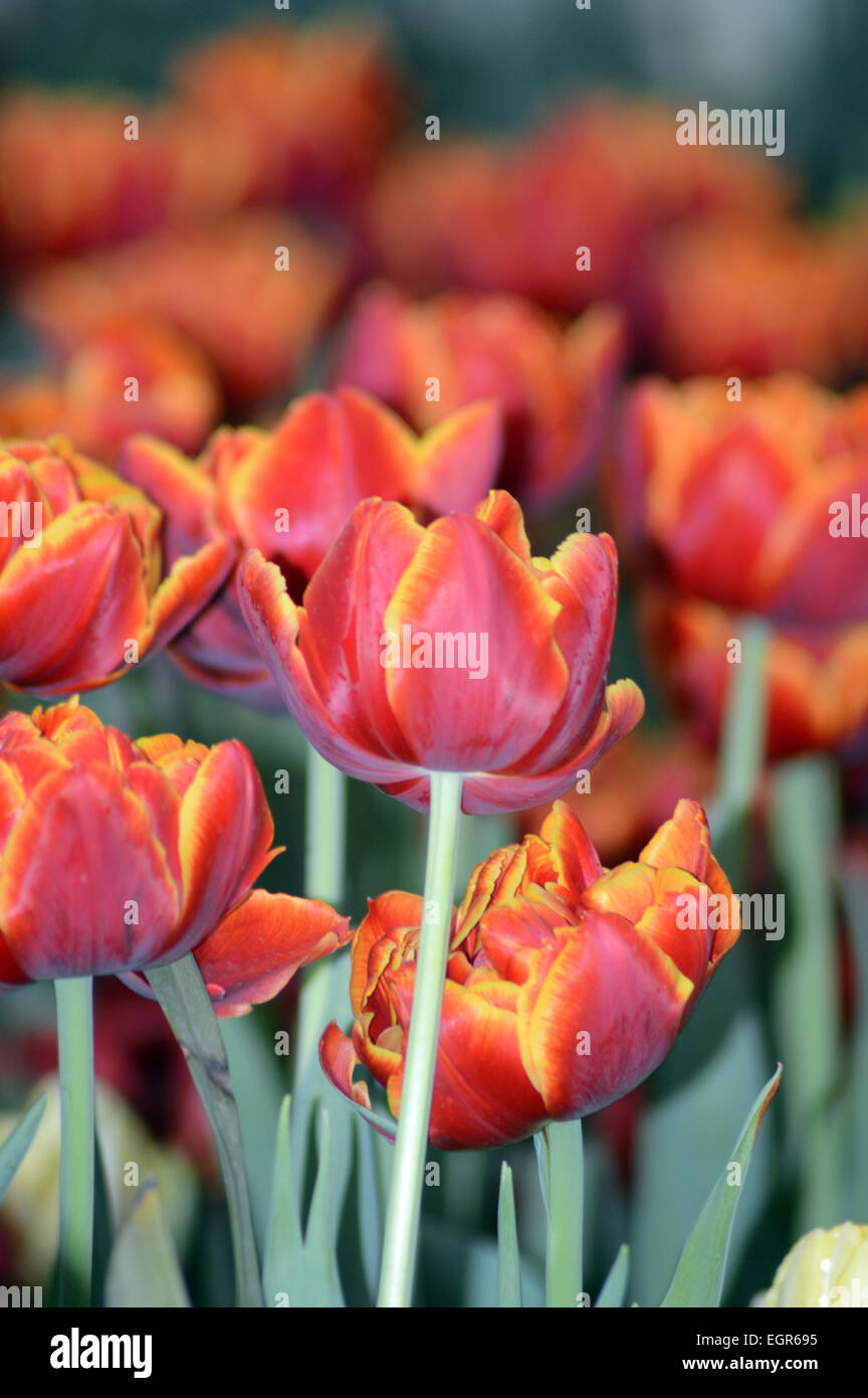 Floraison des tulipes Banque D'Images