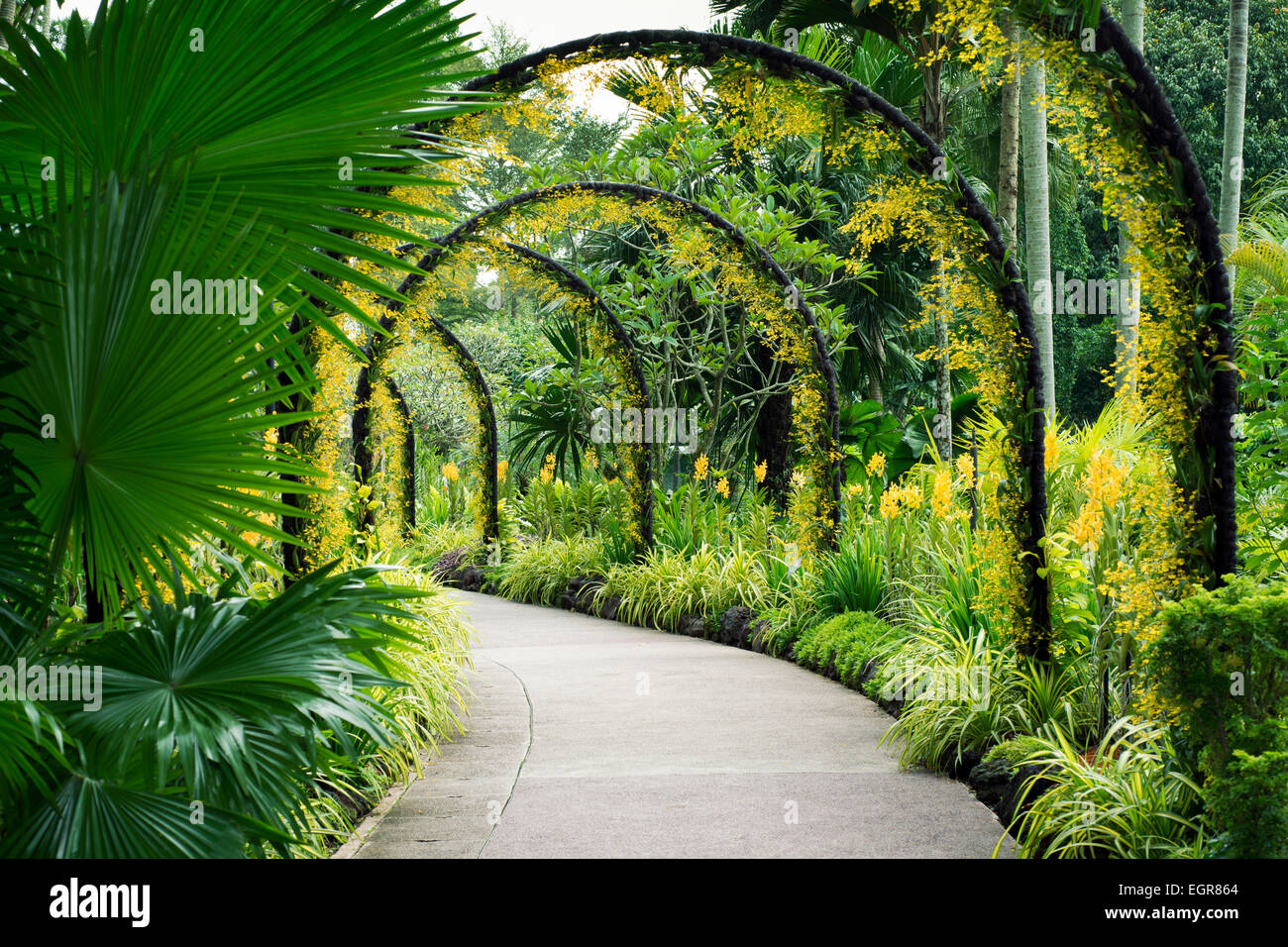 Artificiel pittoresque avec de nombreux arcs fleurs orchidée jaune dans le célèbre Jardin Botanique de Singapour Banque D'Images Artificiel pittoresque avec de nombreux arcs fleurs orchidée jaune dans le célèbre Jardin Botanique de Singapour Banque D'Images