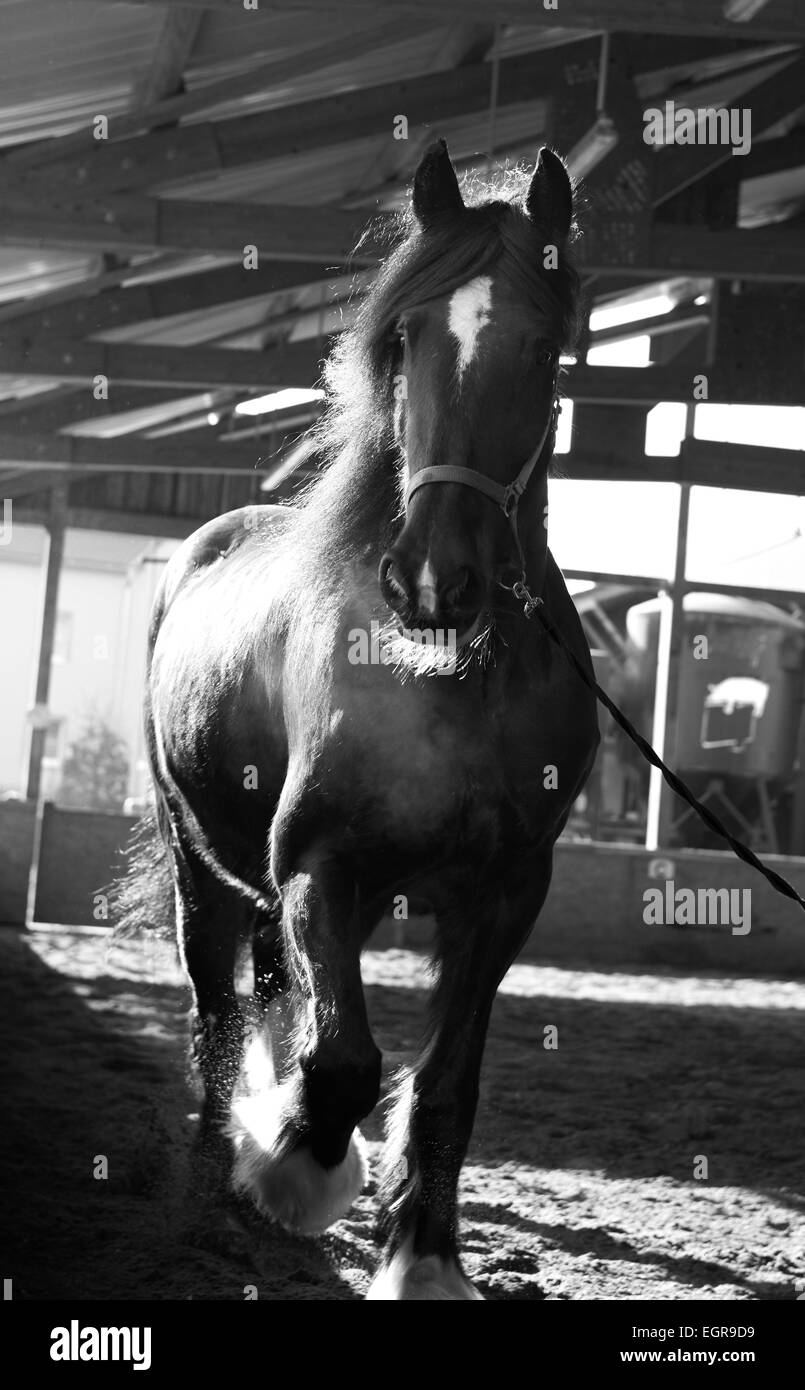Cheval en noir et blanc Banque D'Images