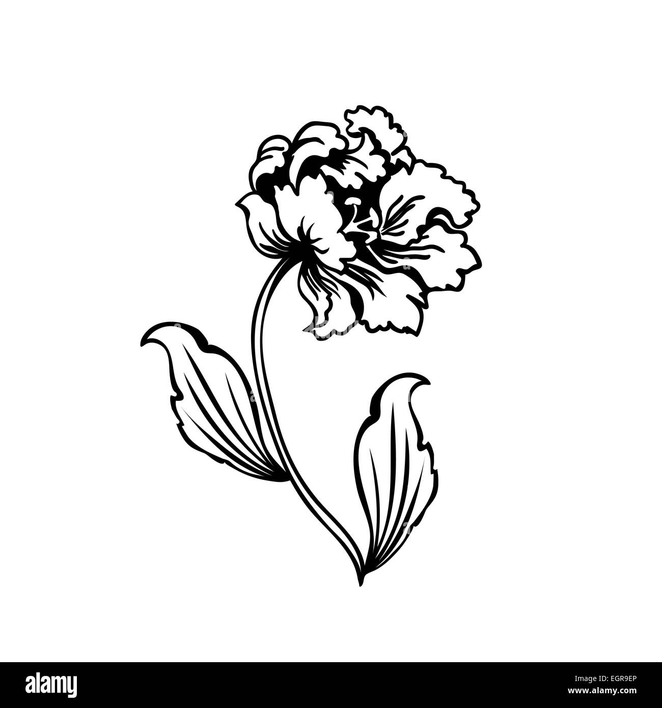 Fleur tulipe. Contour noir sur fond blanc, vector illustration Banque D'Images