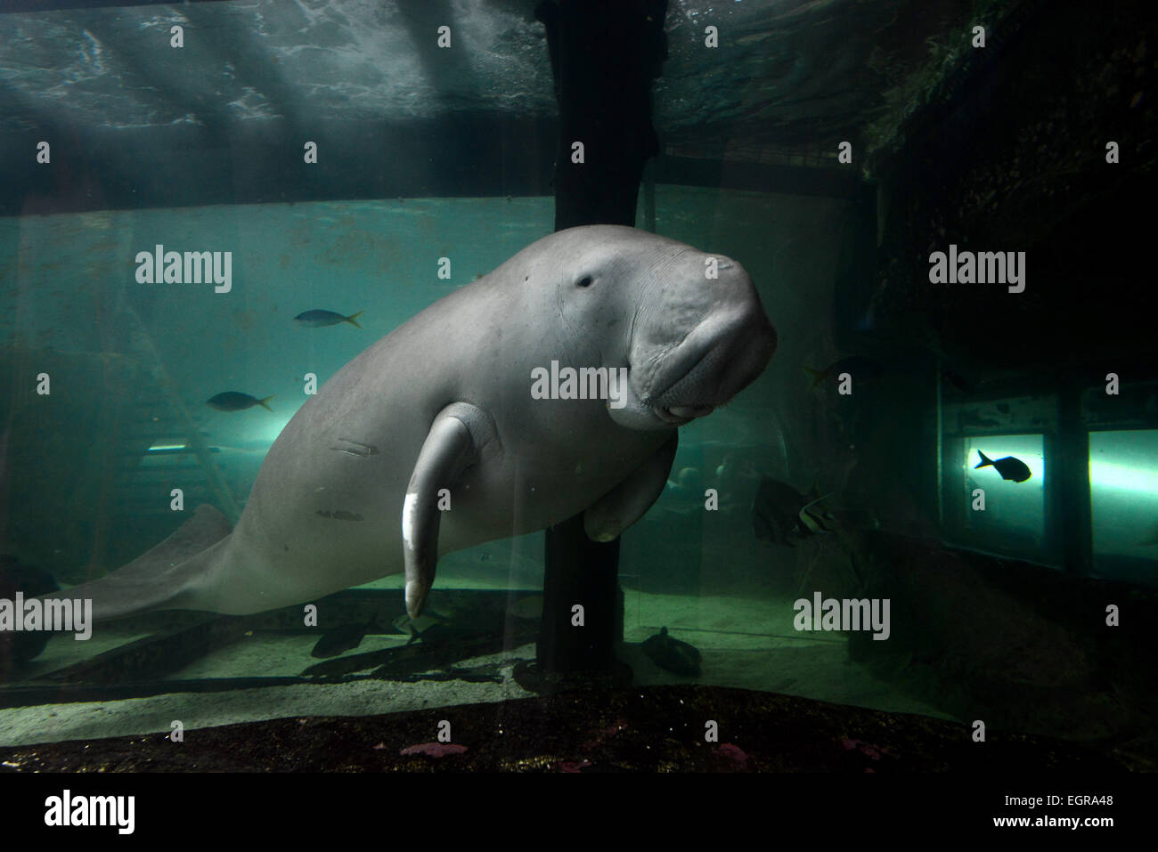 Photos montre un dugong (vache de mer), l'un des deux seuls en captivité, les deux sont dans le Sydney Aquarium Sealife, Australie. Banque D'Images