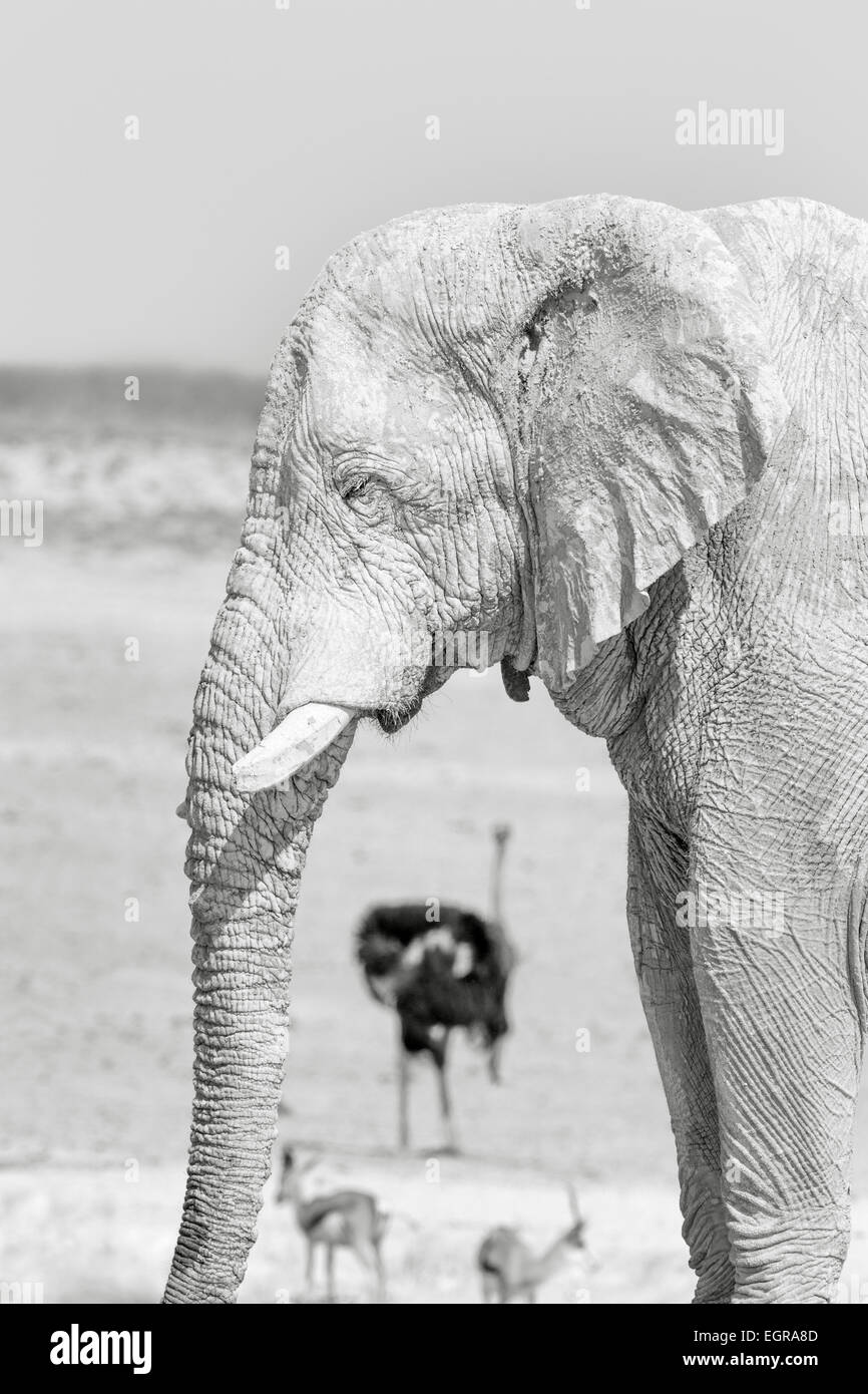 Un éléphant couvert de boue, l'autruche, et deux antilopes dans le parc national d'Etosha, Namibie. Banque D'Images