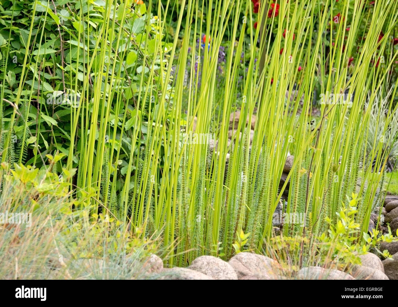 L'herbe décorative en crevasse. Jardin vert en juillet, la Suède. Banque D'Images