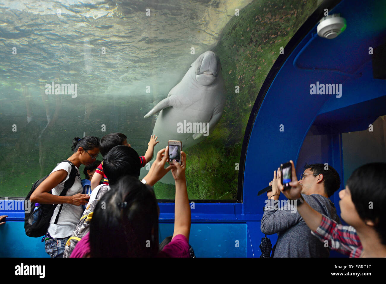 Cette photo montre un dugong (vache de mer), l'un des deux seuls en captivité dans la vie marine Aqarium de Sydney, Sydney, Australie. Banque D'Images