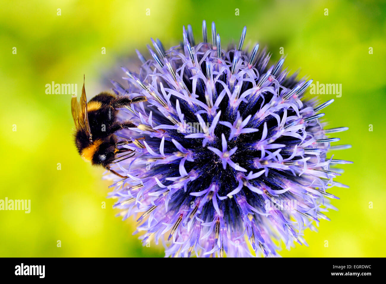 Terrestist Ã queue bombus buff de bourdons pollinisent globe thistle Banque D'Images