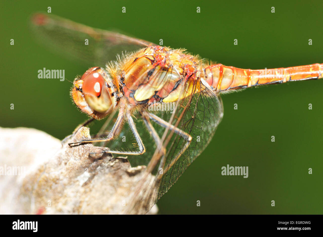 Commune mâle Sympetrum striolatum libellule, dard Banque D'Images