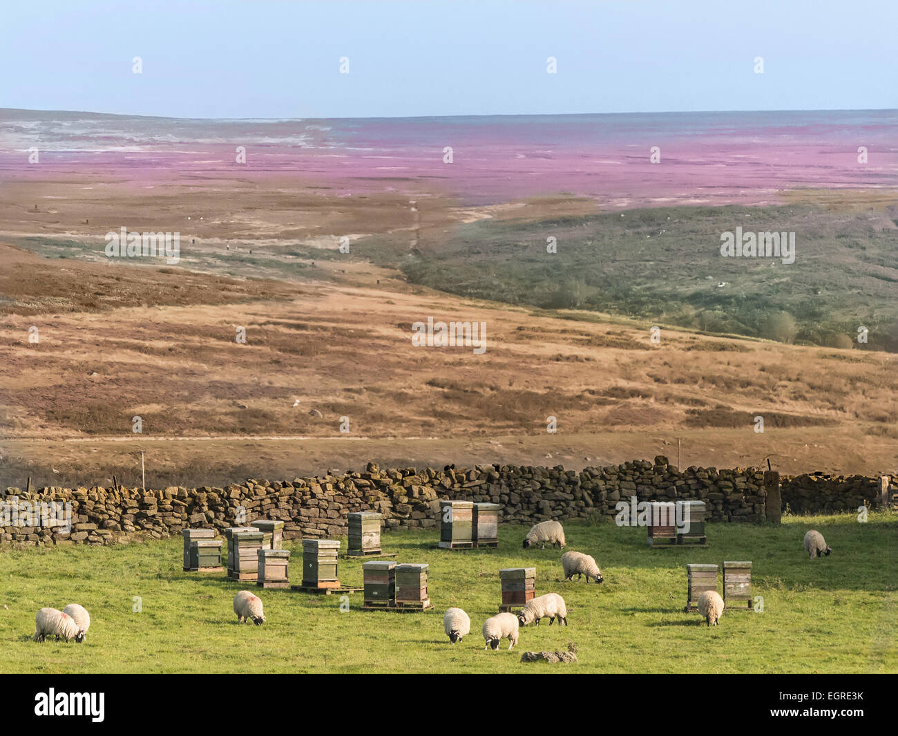 Ruches chez les moutons sur le North York Moors près de Goathland. Les ruches sont placées là en juillet et août pour le miel de bruyère Banque D'Images