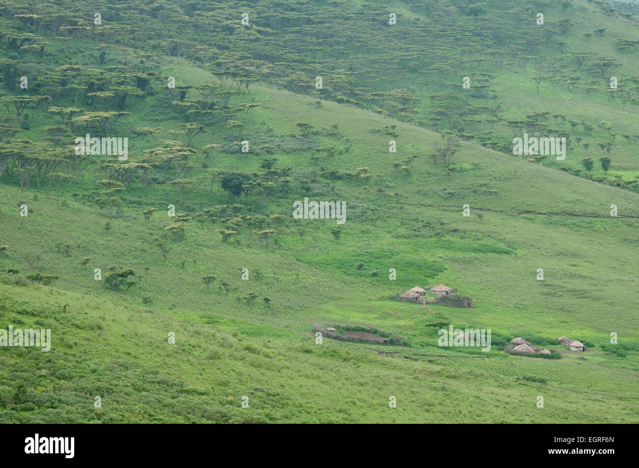 Manyatta masaï dans la Ngorongoro Conservation Area Banque D'Images