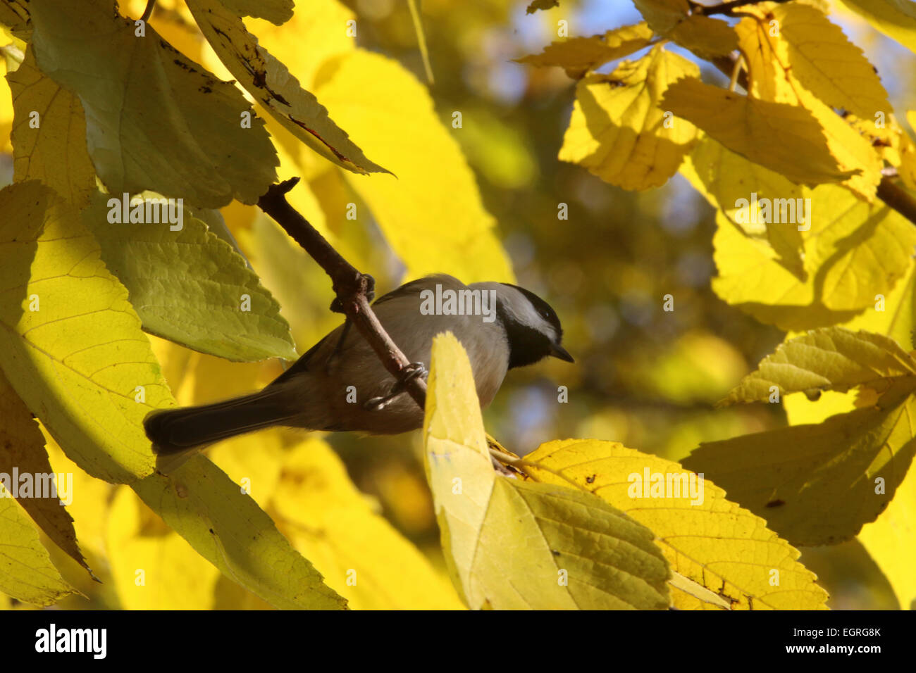 Carolina chickadee en feuilles d'automne dans l'Ohio Banque D'Images