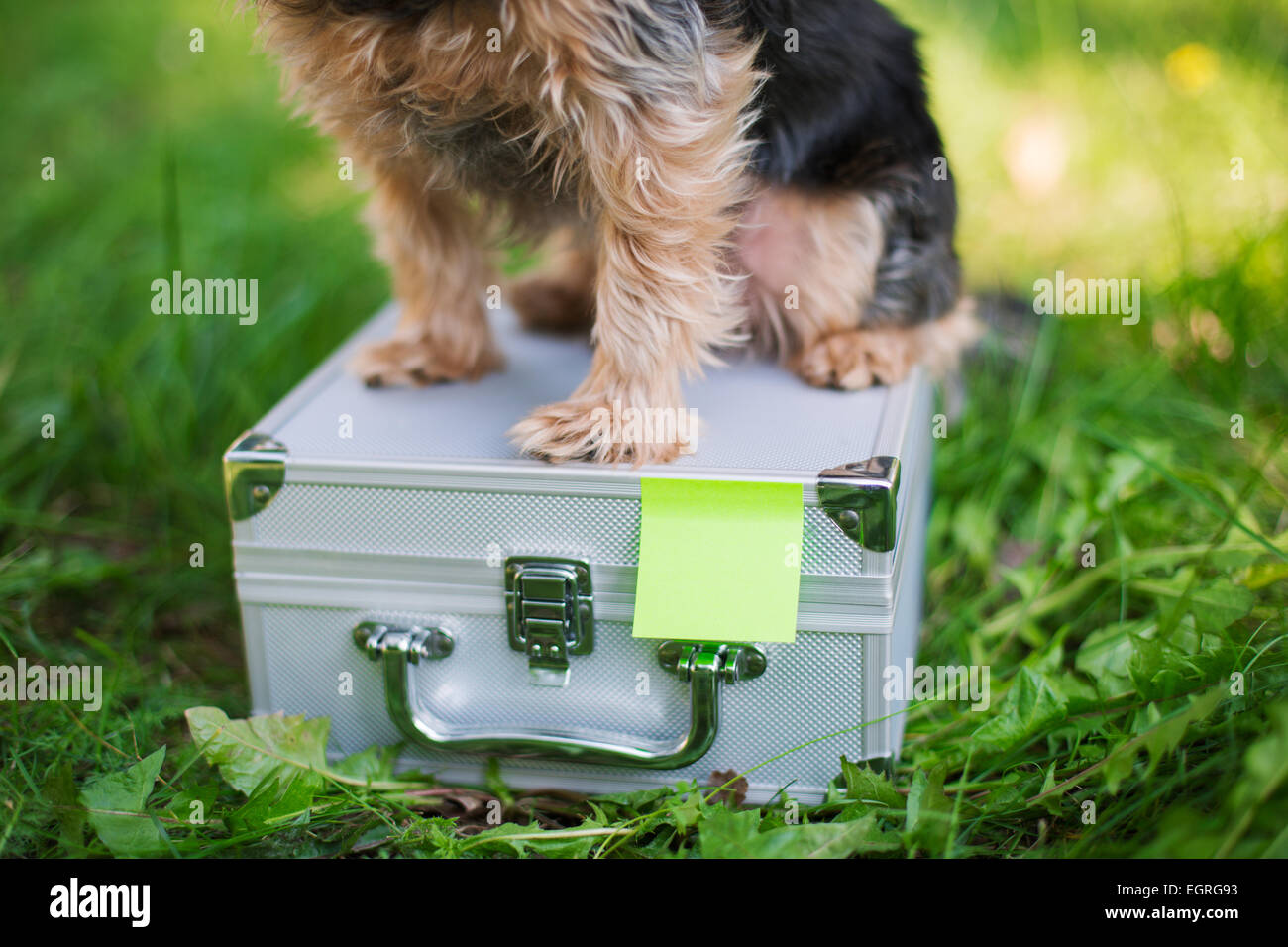 Yorkshire Terrier sitting on suitcase - étain Selective focus Banque D'Images