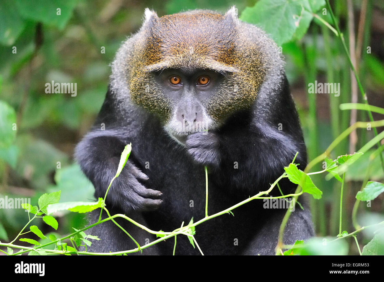 Le patriarche Sykes' Monkey montrant son col blanc-argent s'étendant sur l'épaule et bras le long de ses mains Banque D'Images