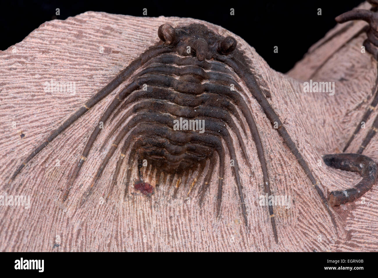Fossile Rare De Trilobite Kettneraspis Aracana - Bolivie, Période Silurien - Occasion, Collection