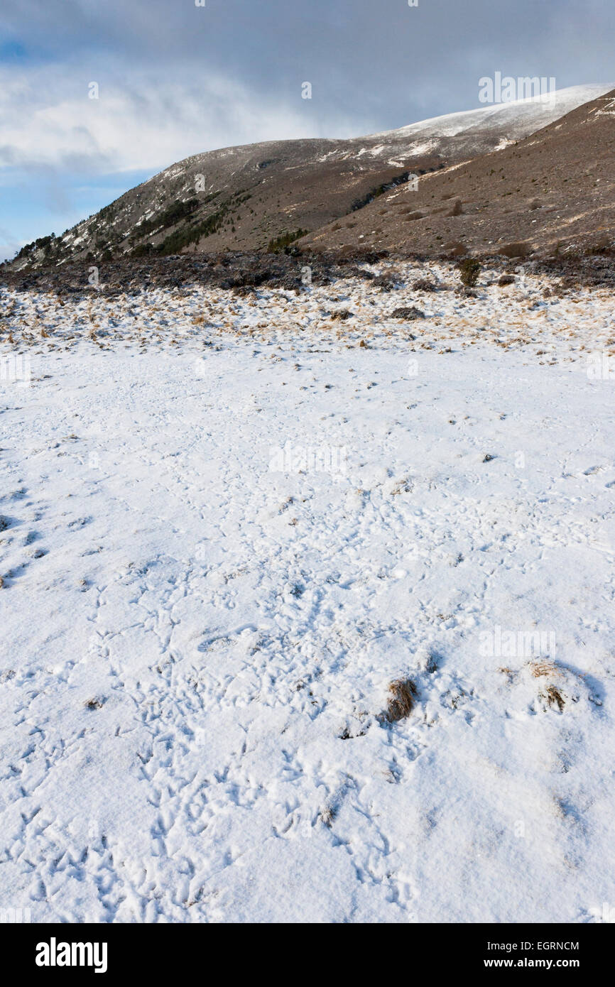 Tétras-lyre Lyrurus tetrix, lek site, traces de pas dans la neige, Col Ryvoan, Highlands, Scotland, UK en mars. Banque D'Images