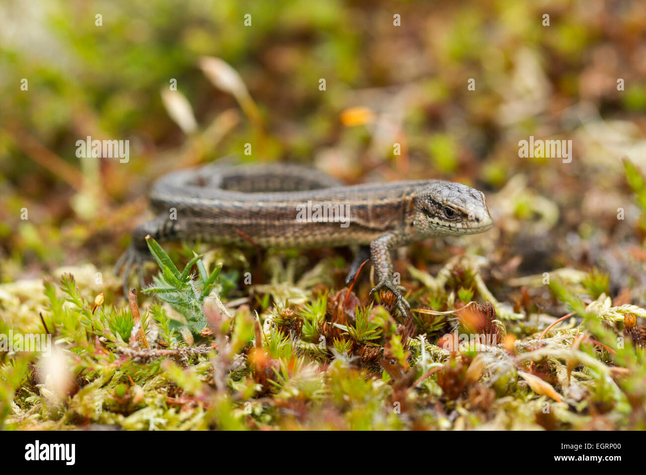 Lizard Zootoca vivipara commun (conditions contrôlées), femelle adulte, au soleil sur la végétation de landes, Arne, Dorset, UK en mai. Banque D'Images