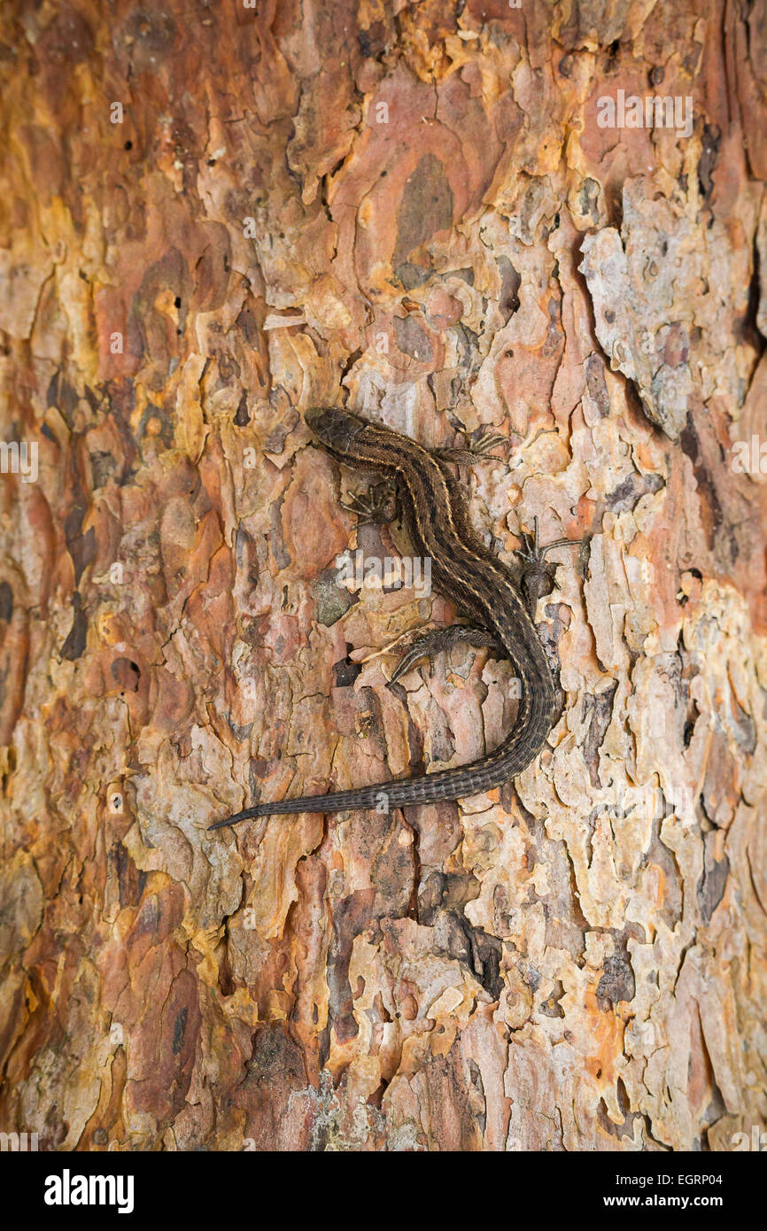 Lizard Zootoca vivipara commun (conditions contrôlées), femelle adulte, se prélassant sur l'écorce des arbres, Arne, Dorset, UK en mai. Banque D'Images