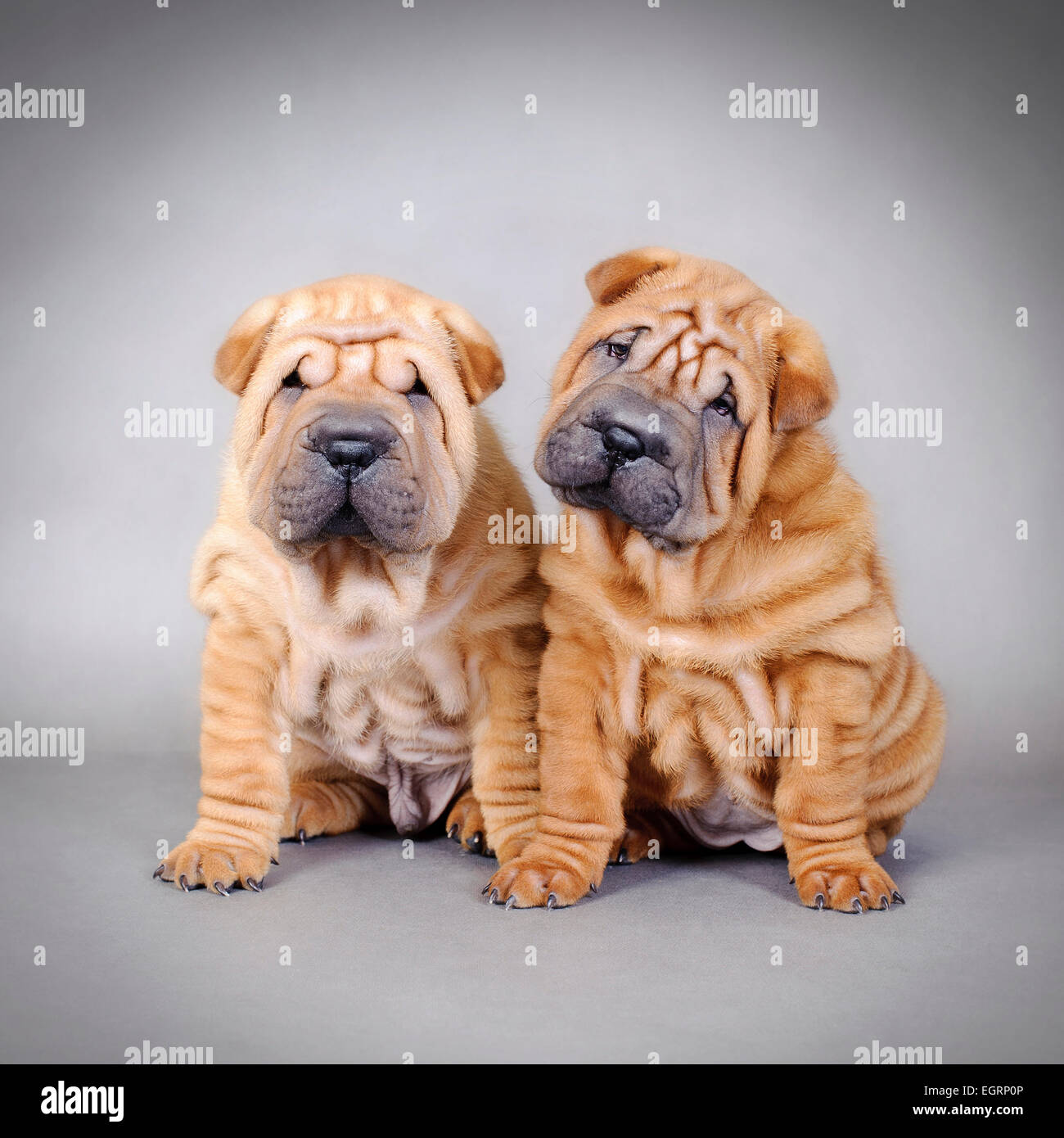 Chinese Shar Pei chiots portrait Banque D'Images