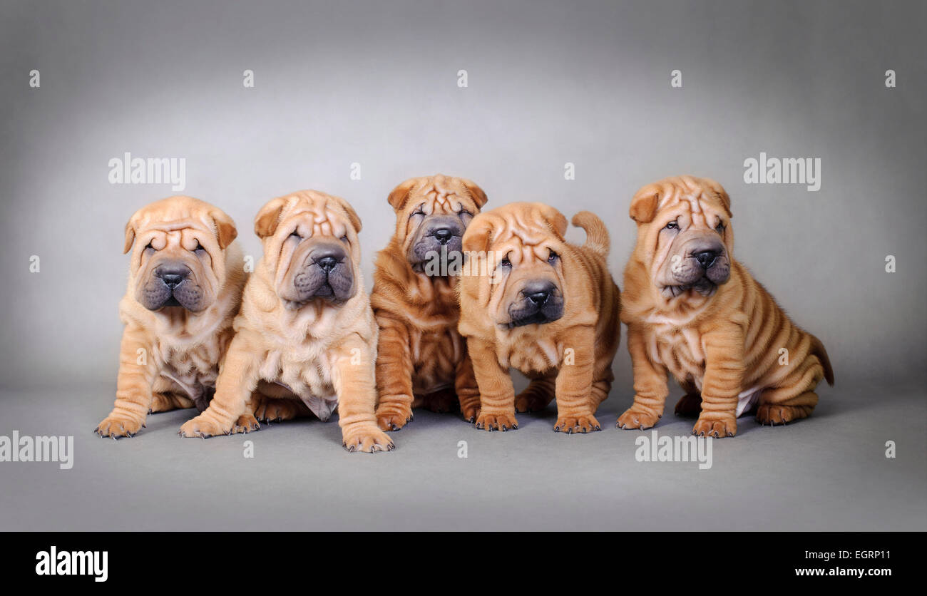Chinese Shar Pei chiots portrait Banque D'Images