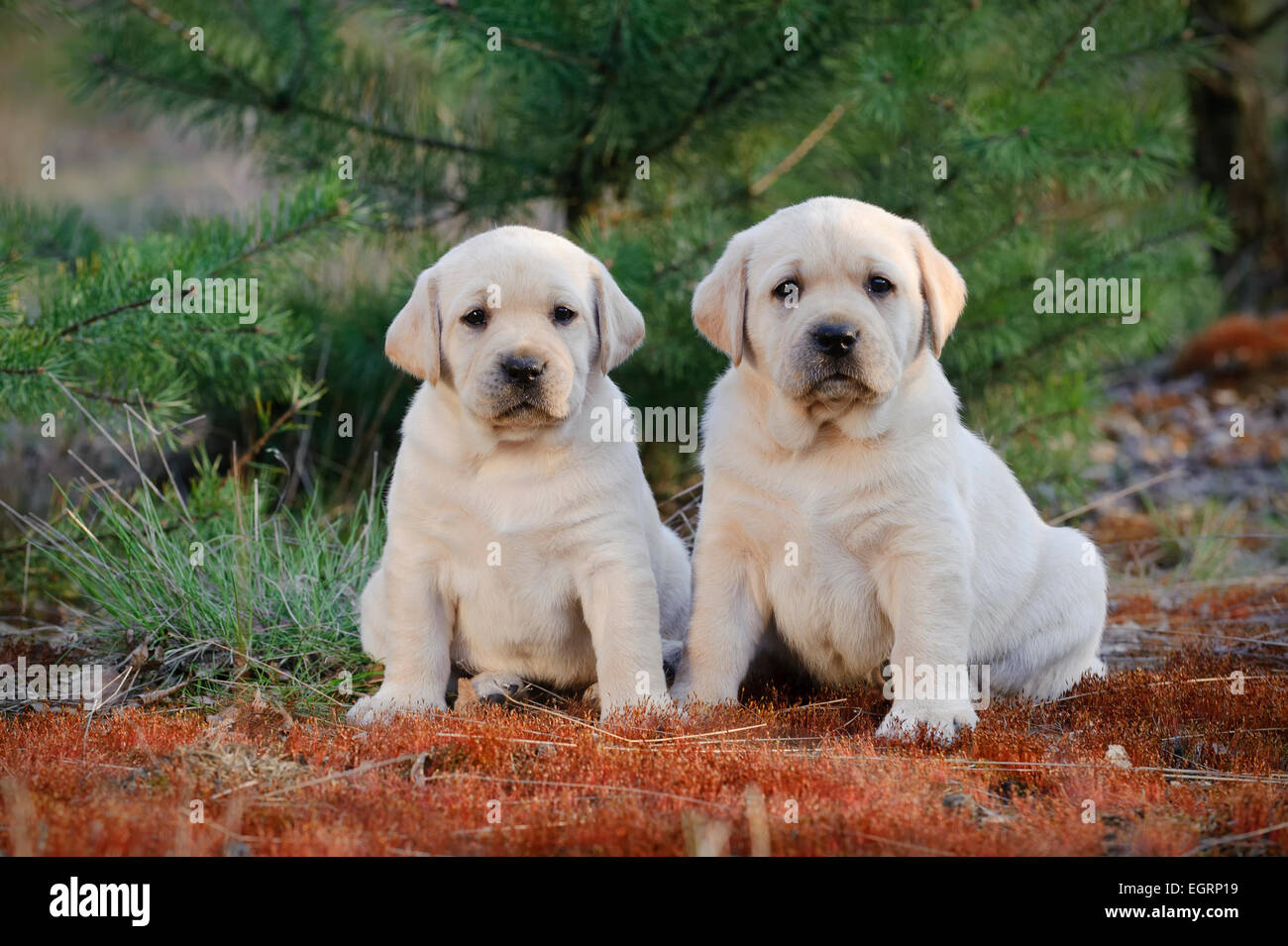 Labrador retriever puppies in garden Banque D'Images