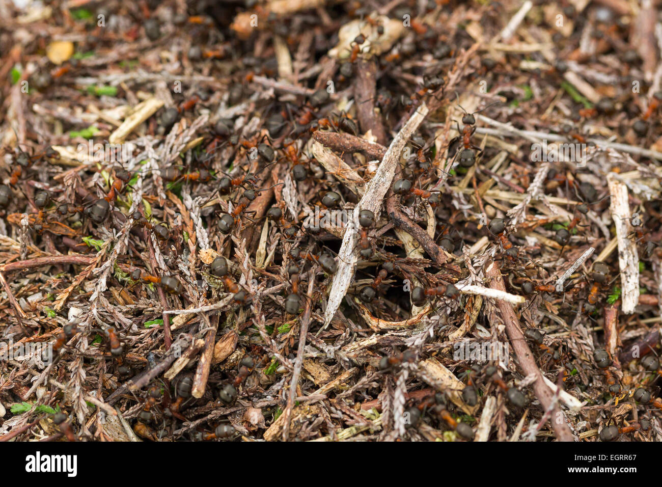 Formica rufa fourmi rouge, soldats qui gardaient la colonie de nidification, Arne, Dorset, UK en mai. Banque D'Images