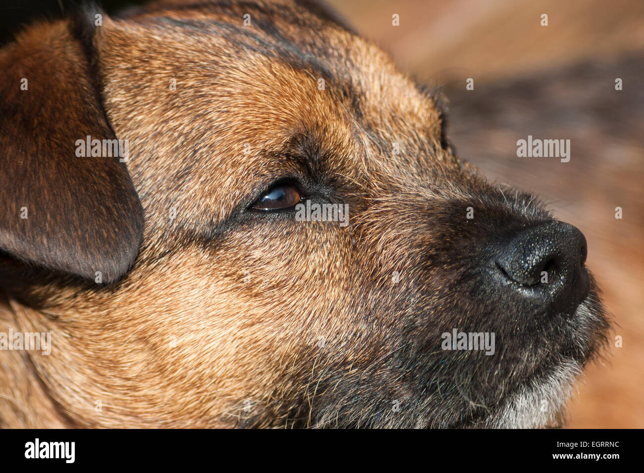 Border terrier chien libre expression du visage Banque D'Images