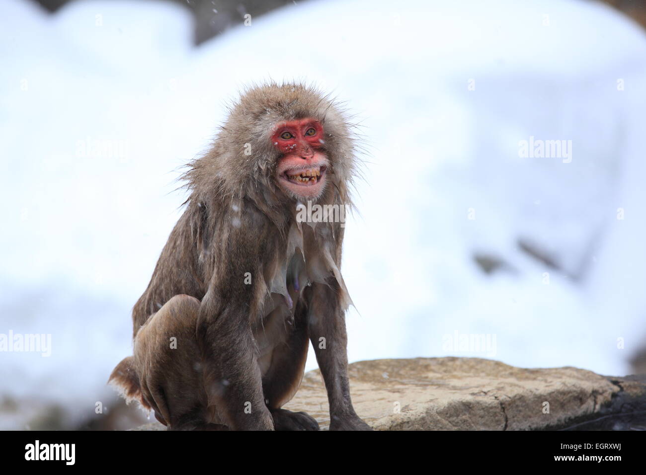 Jigokudani monkey, en colère, Nagano, Japon Banque D'Images