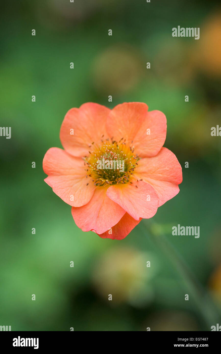 Geum Orange fleur. Banque D'Images