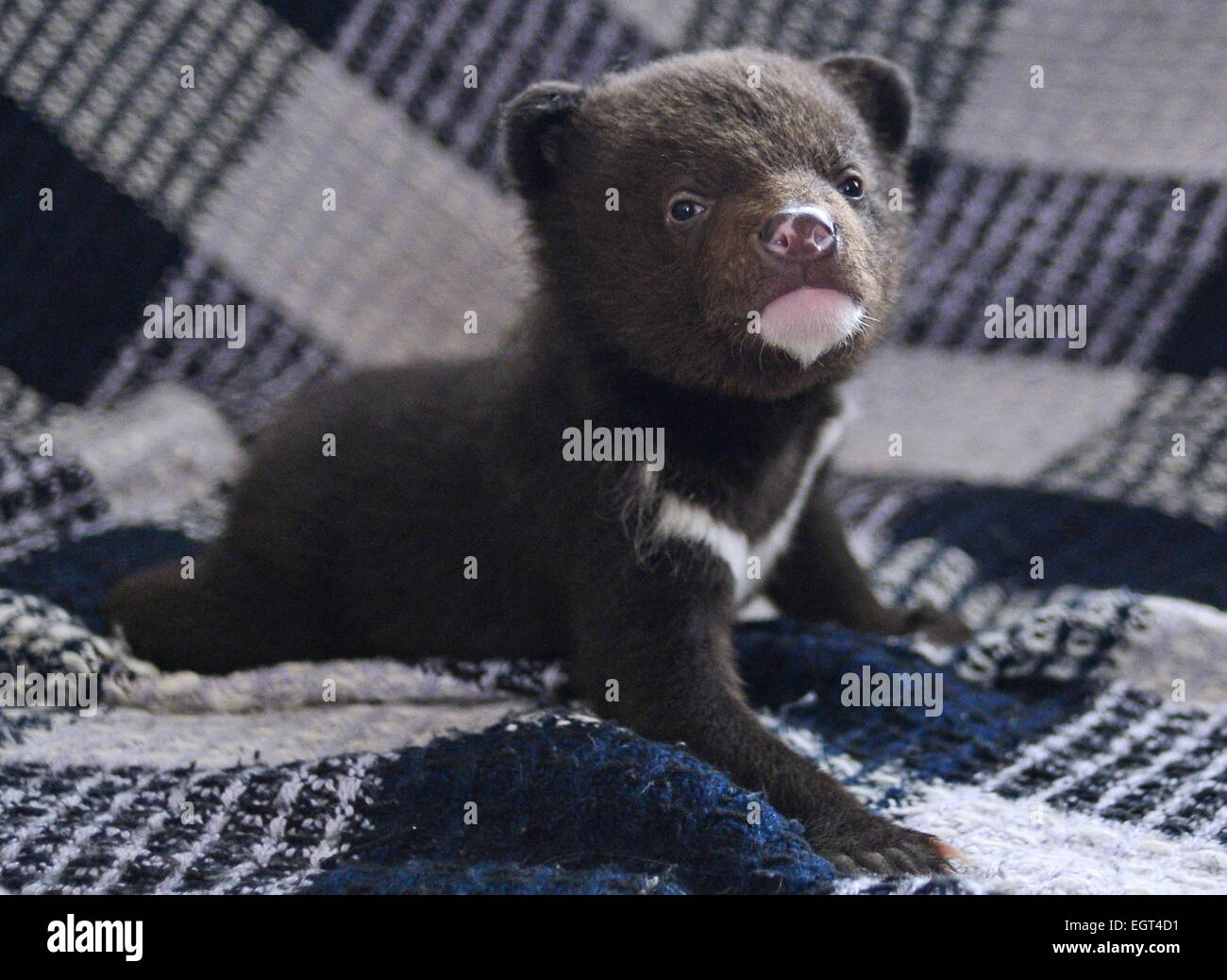 Khabarovsk Russie 2e Mar 15 La Naissance D Un Ourson Noir Asiatique Orphelins Du Braconnage Vu A Khabarovsk Mouvement Des Droits Des Animaux L Appartement Membre Natalya Kovalenko Le Militant A Trouve Deux Oursons Khabarovsk Russie 2e Mar 15 La Naissance D Un Ourson Noir Asiatique Orphelins Du Braconnage Vu A Khabarovsk Mouvement Des Droits Des Animaux L Appartement Membre Natalya Kovalenko Le Militant A Trouve Deux Oursons
