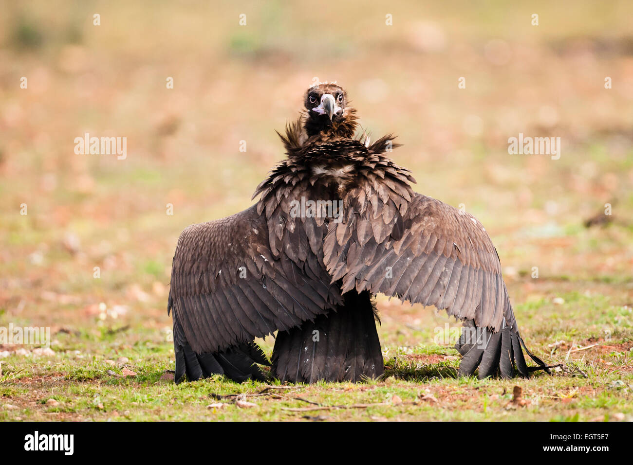 Urubu noir (Platycnemis monachus) sur le terrain avec les ailes étendues et à l'arrière, l'Estrémadure, Espagne Banque D'Images