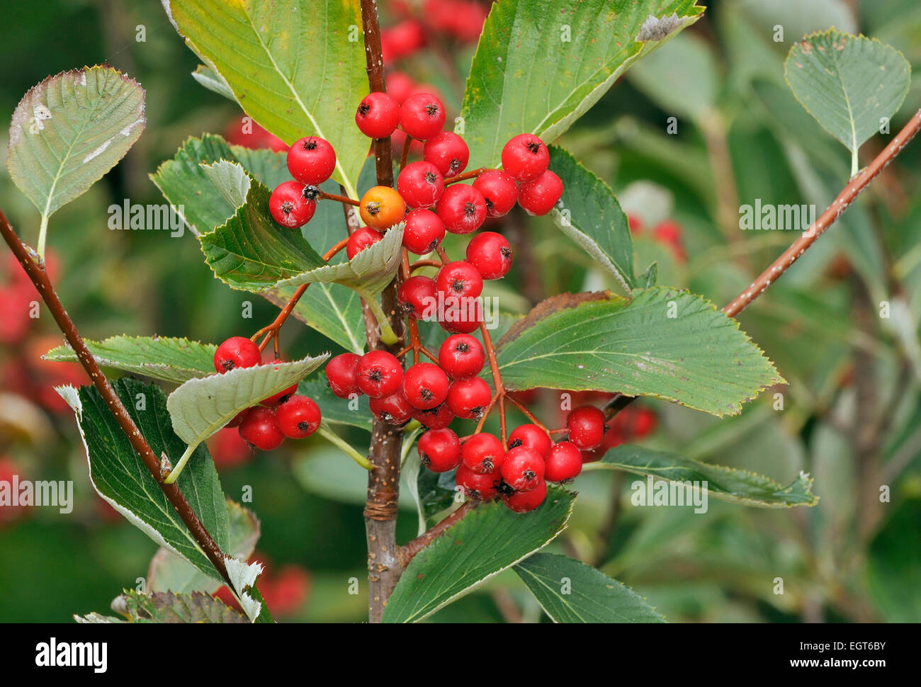 Quercus palustris à feuilles gris Fruits rouges - Sorbus porrigentiformis endémique de S.W.Angleterre & S. Wales Banque D'Images