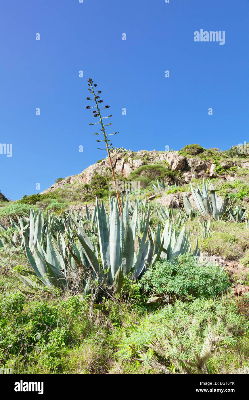 Paysage de cactus avec de l'agave, La Gomera, Canary Islands, Spain Banque D'Images