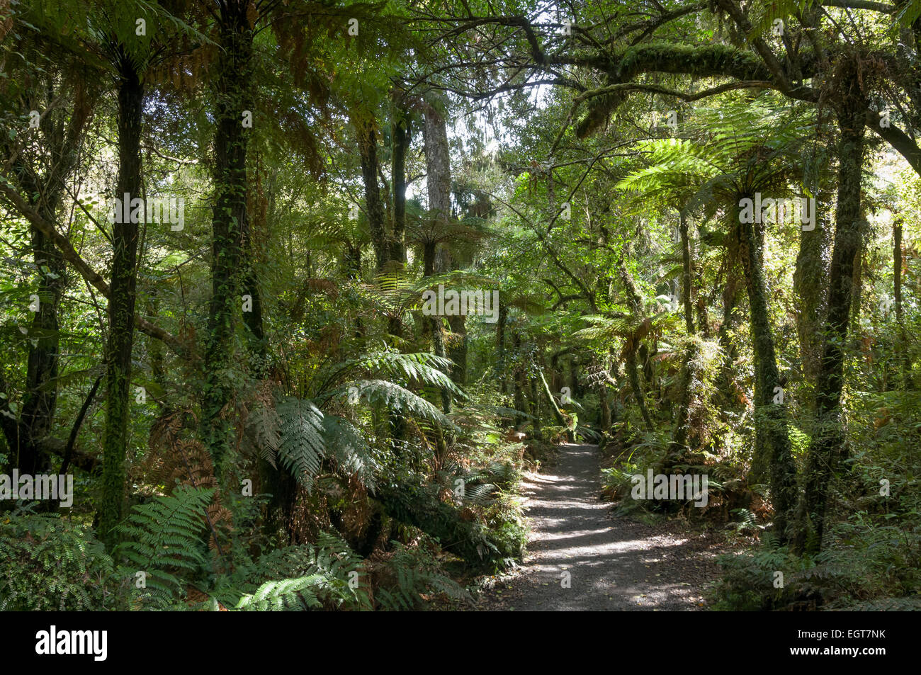La forêt tropicale sur les chutes McLean marchez dans le parc de conservation de Catlins, Southland, South Island, Nouvelle-Zélande. Banque D'Images