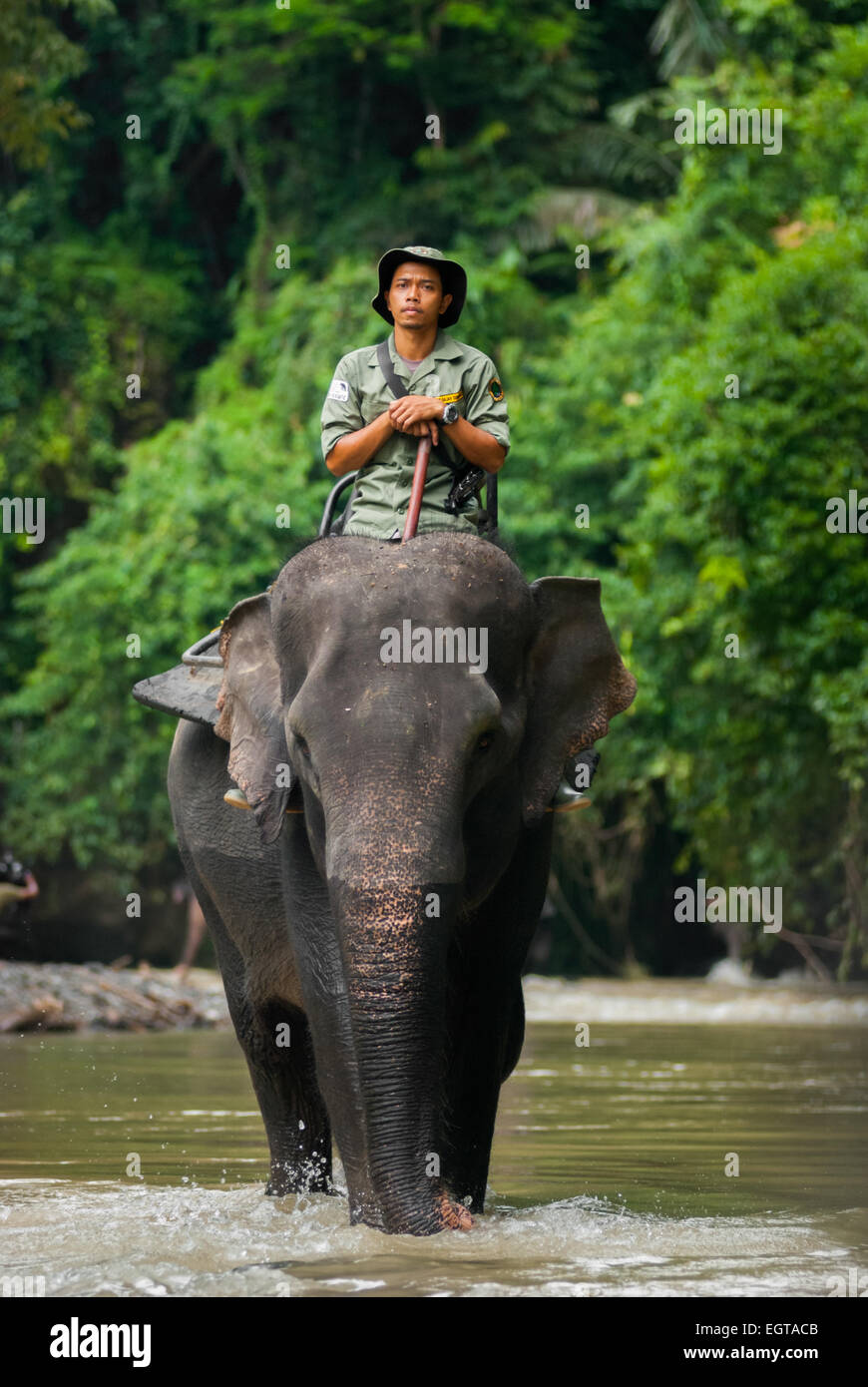 Un garde-forestier du parc national de Gunung Leuser est à cheval sur l'éléphant de Sumatran sur une rivière près de Tangkahan, Langkat, Sumatra Nord, Indonésie. Banque D'Images