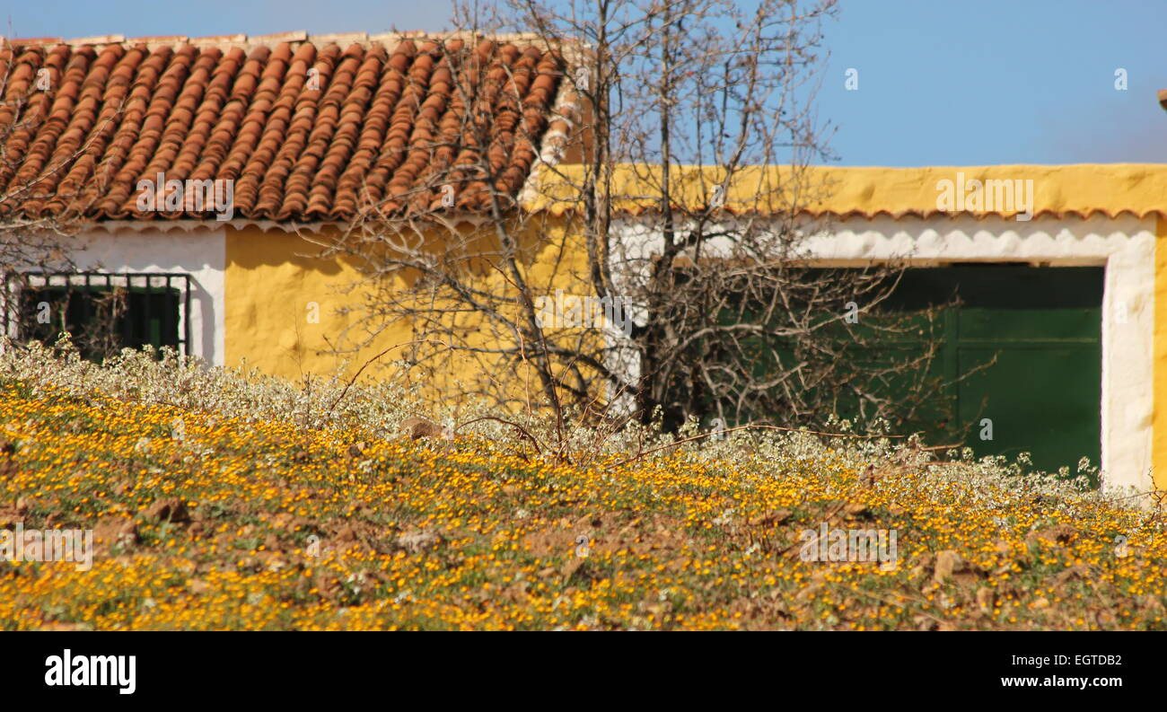 Cottage en jaune prairie de fleurs jaunes Tenerife Banque D'Images