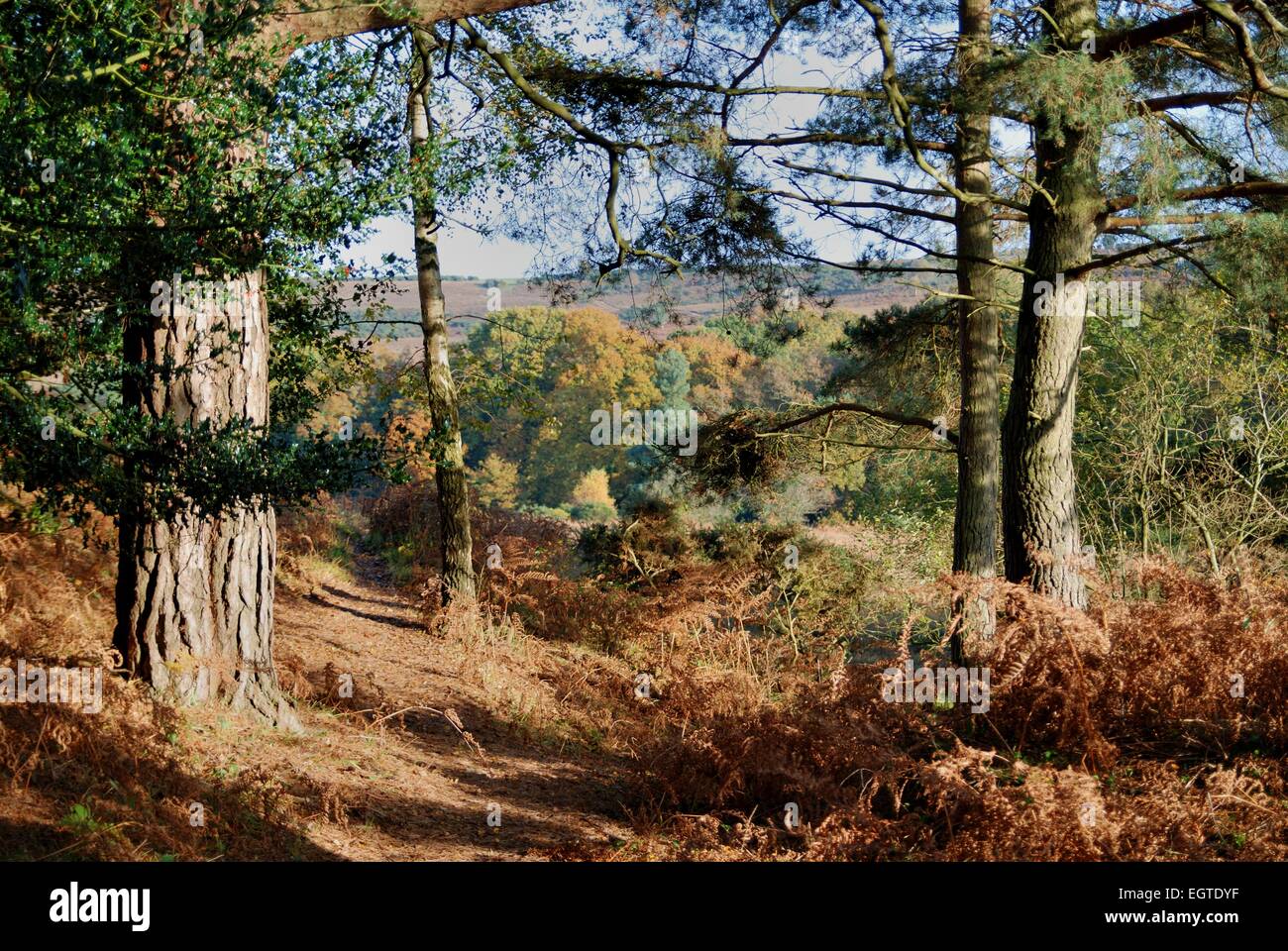 Épinettes et sapins matures dans les bois en automne Banque D'Images
