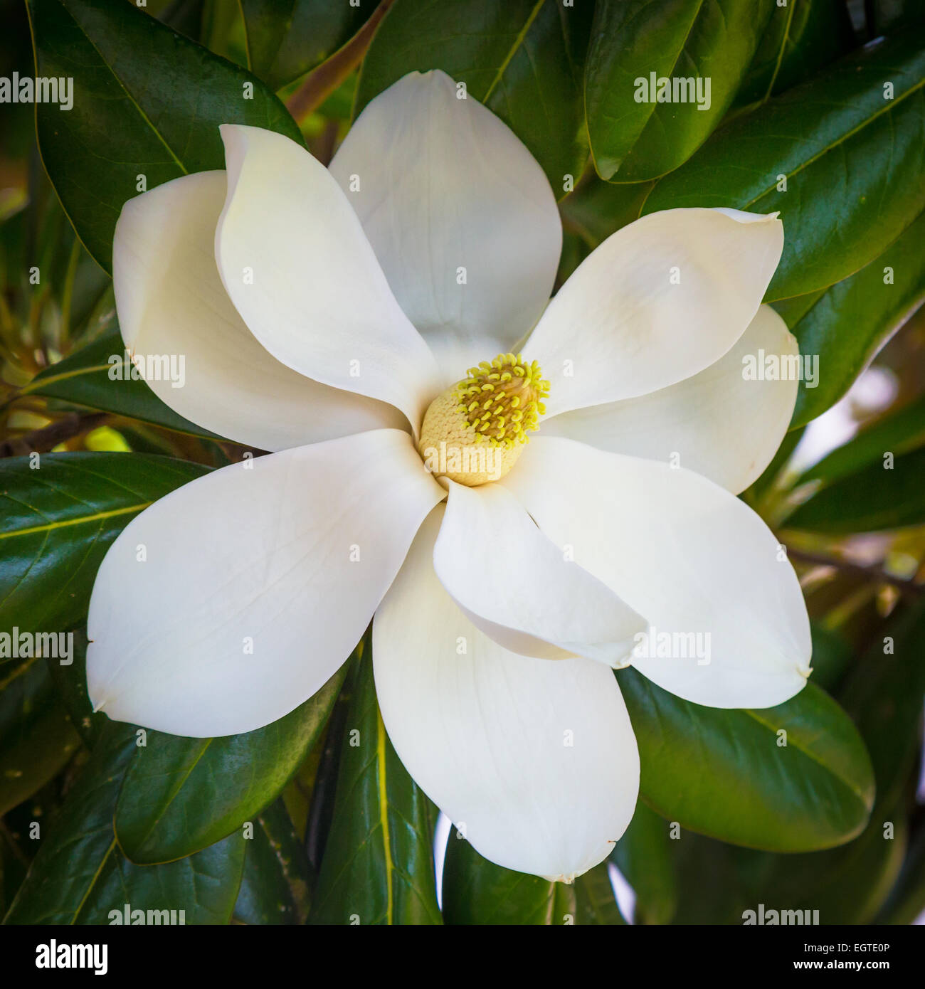 Fleur de Magnolia à Natchitoches, une ville et le siège de la paroisse de Natchitoches Parish, Louisiana, United States Banque D'Images