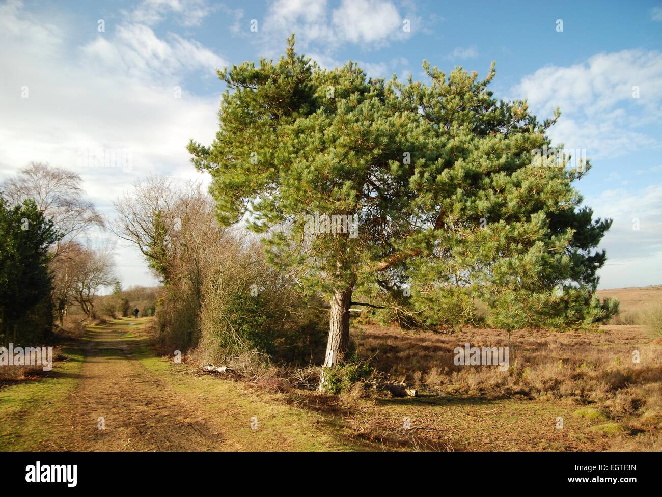 Paysage de la nouvelle forêt sous le soleil d'hiver, Hampshire, Royaume-Uni, janvier. Banque D'Images