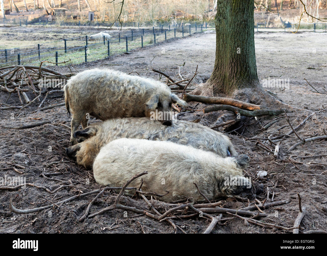 Allemagne, Schorfheide Réserve de parc Schorfheide Wild Park. Mangalitza-Wollschwein porcs laineux sous la menace d'extinction Banque D'Images