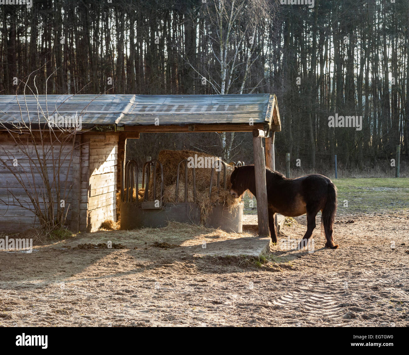 Allemagne, Schorfheide Réserve de parc Schorfheide, Wild Park. Cheval poney Exmoor, sous la menace d'extinction Banque D'Images