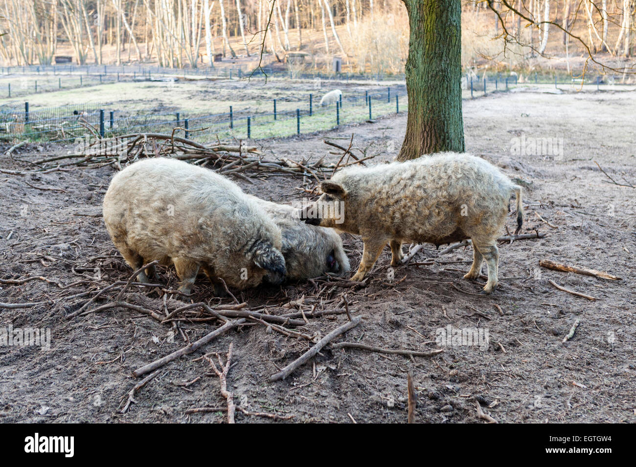 Allemagne, Schorfheide Réserve de parc Schorfheide Wild Park. Mangalitza-Wollschwein porcs laineux sous la menace d'extinction Banque D'Images