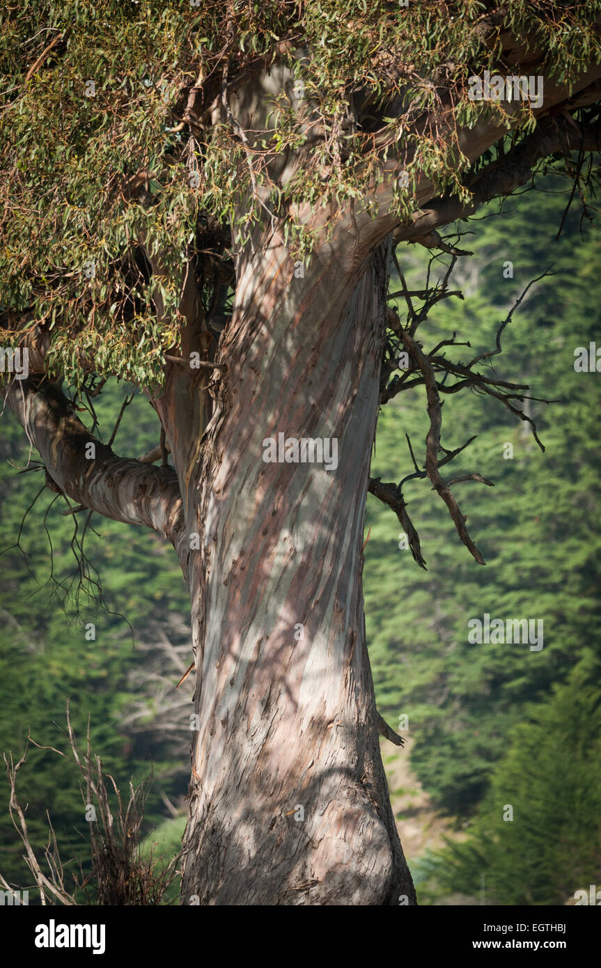 Tronc torsadé d'un arbre à eucalyptus, Clifton, Hawkes Bay, North Island, Nouvelle-Zélande. Banque D'Images