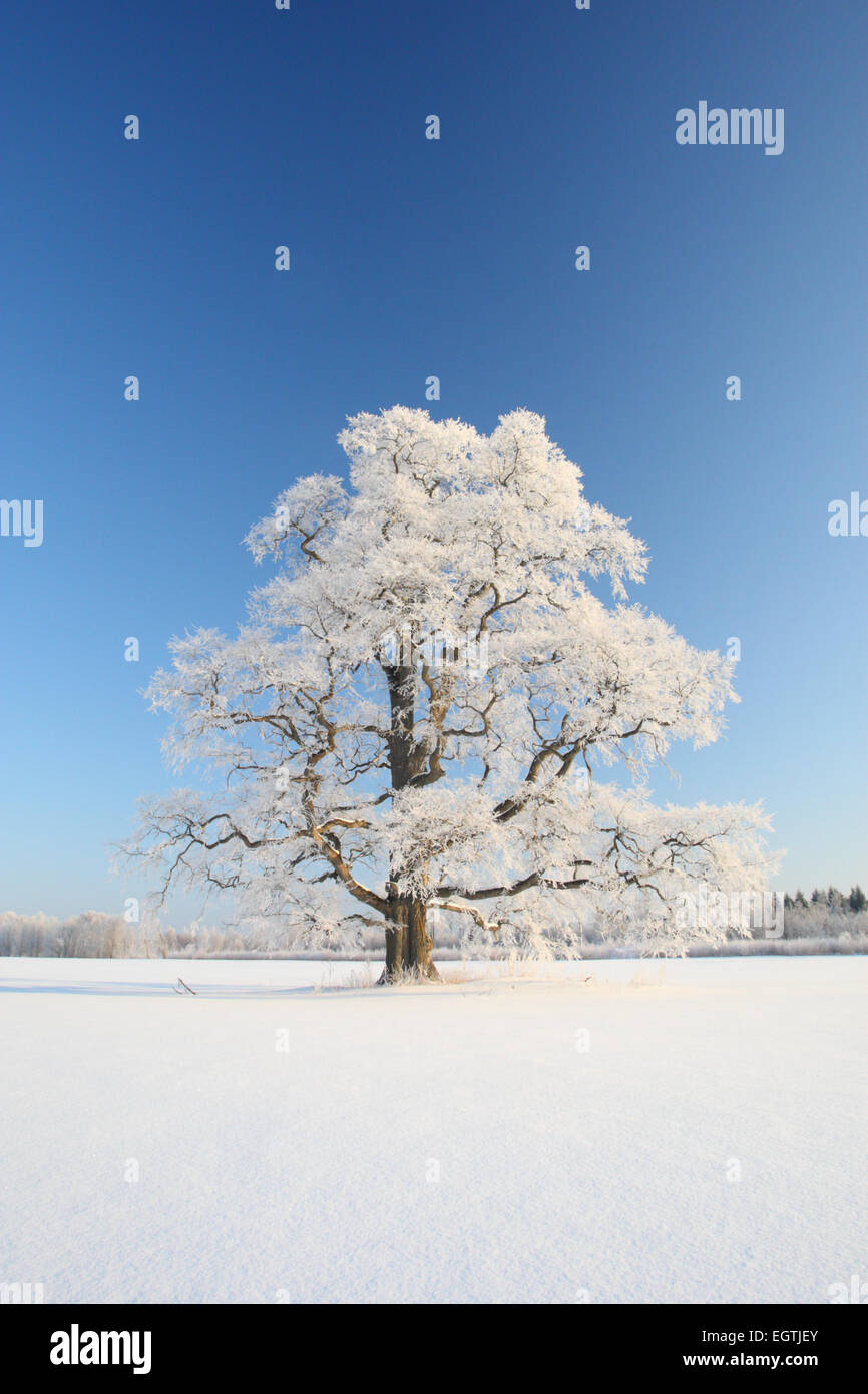 Majestec chêne recouvert de givre, l'Europe, l'Estonie Banque D'Images